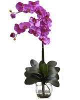 Butterfly orchid
